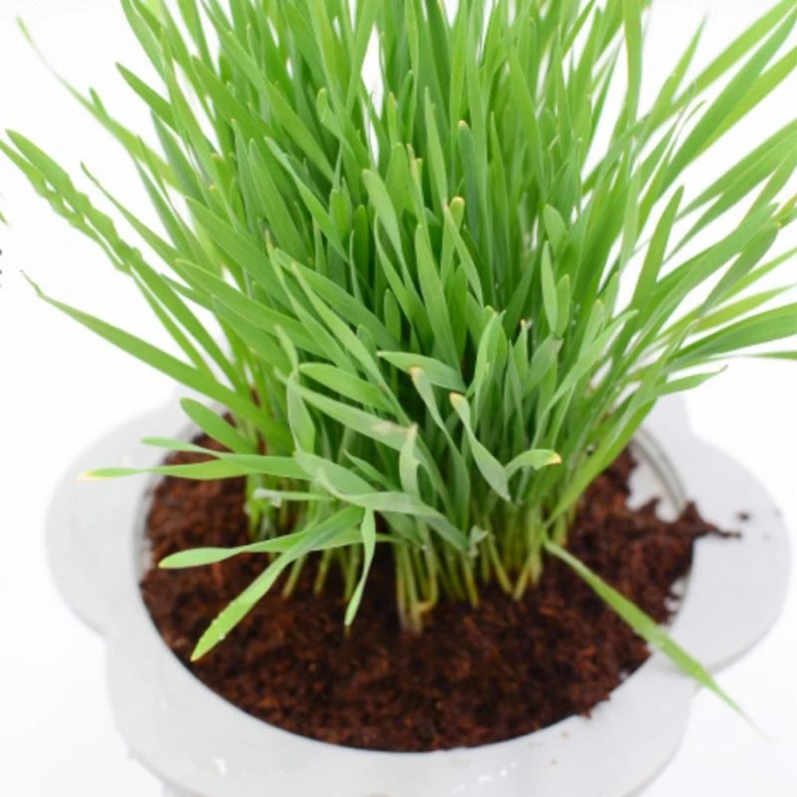 Substrate Coconut Fiber - Włókno kokosowe, kostka kokosowa, kompresowany blok