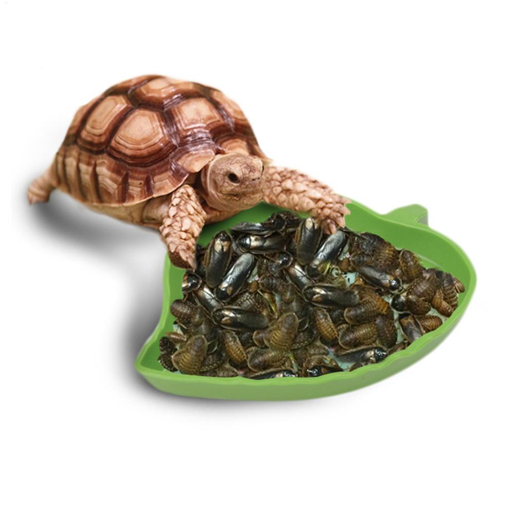 Podajnik dla płazów i gadów, p – Water Dish Reptile recenzja i cena