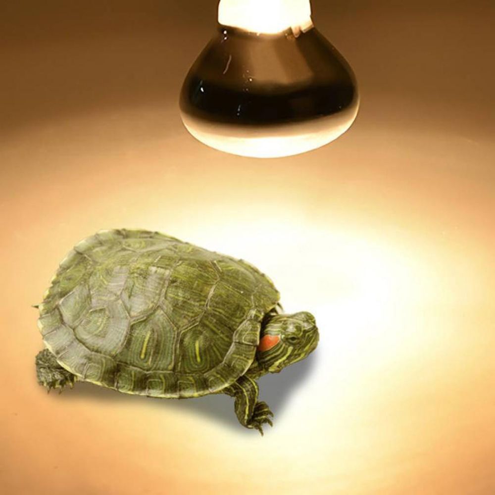 Regulator temperatury dla żółw – Basking Bulb Halogen recenzja i cena